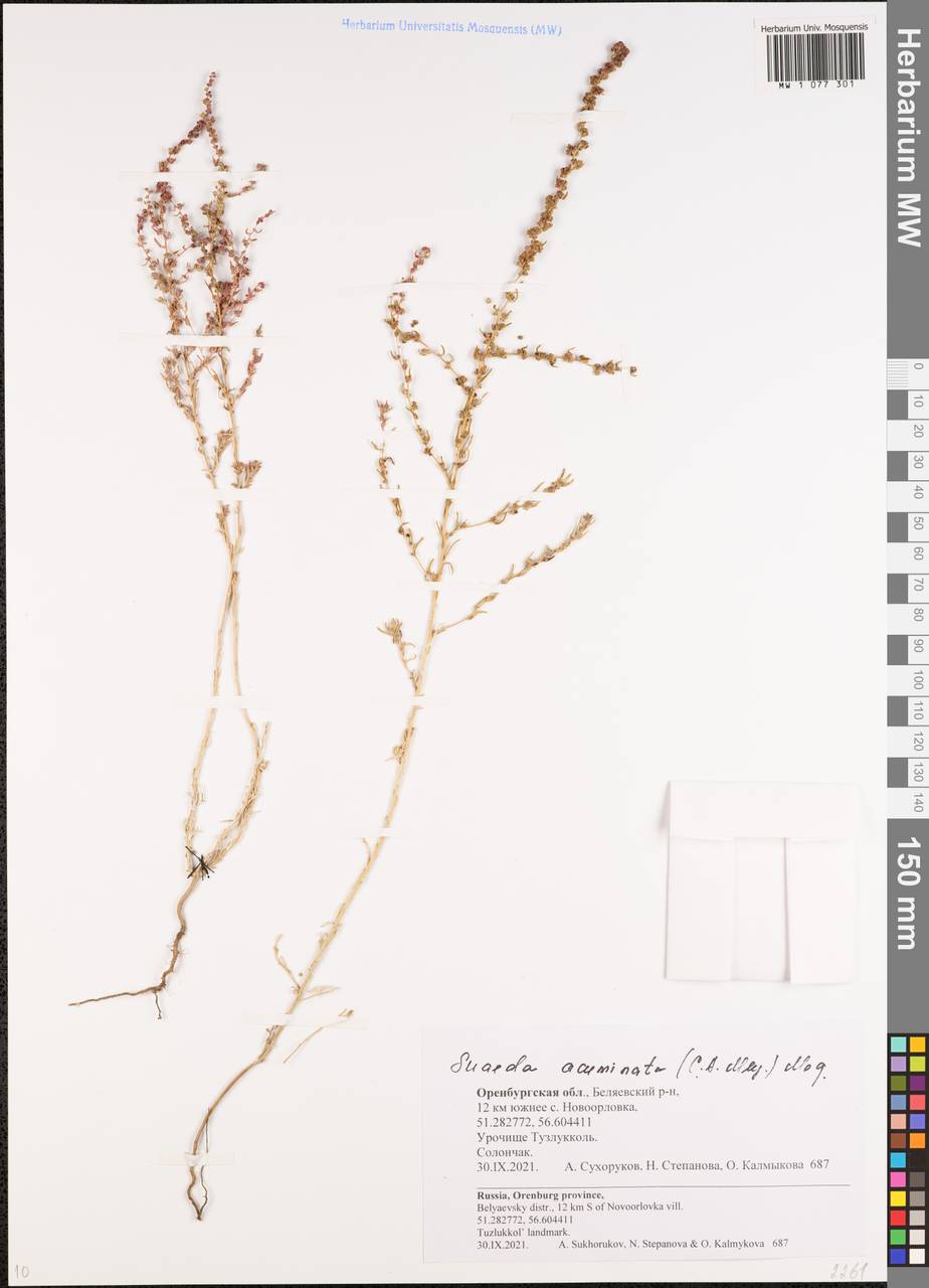 Suaeda acuminata (C. A. Mey.) Moq., Eastern Europe, Eastern region (E10) (Russia)