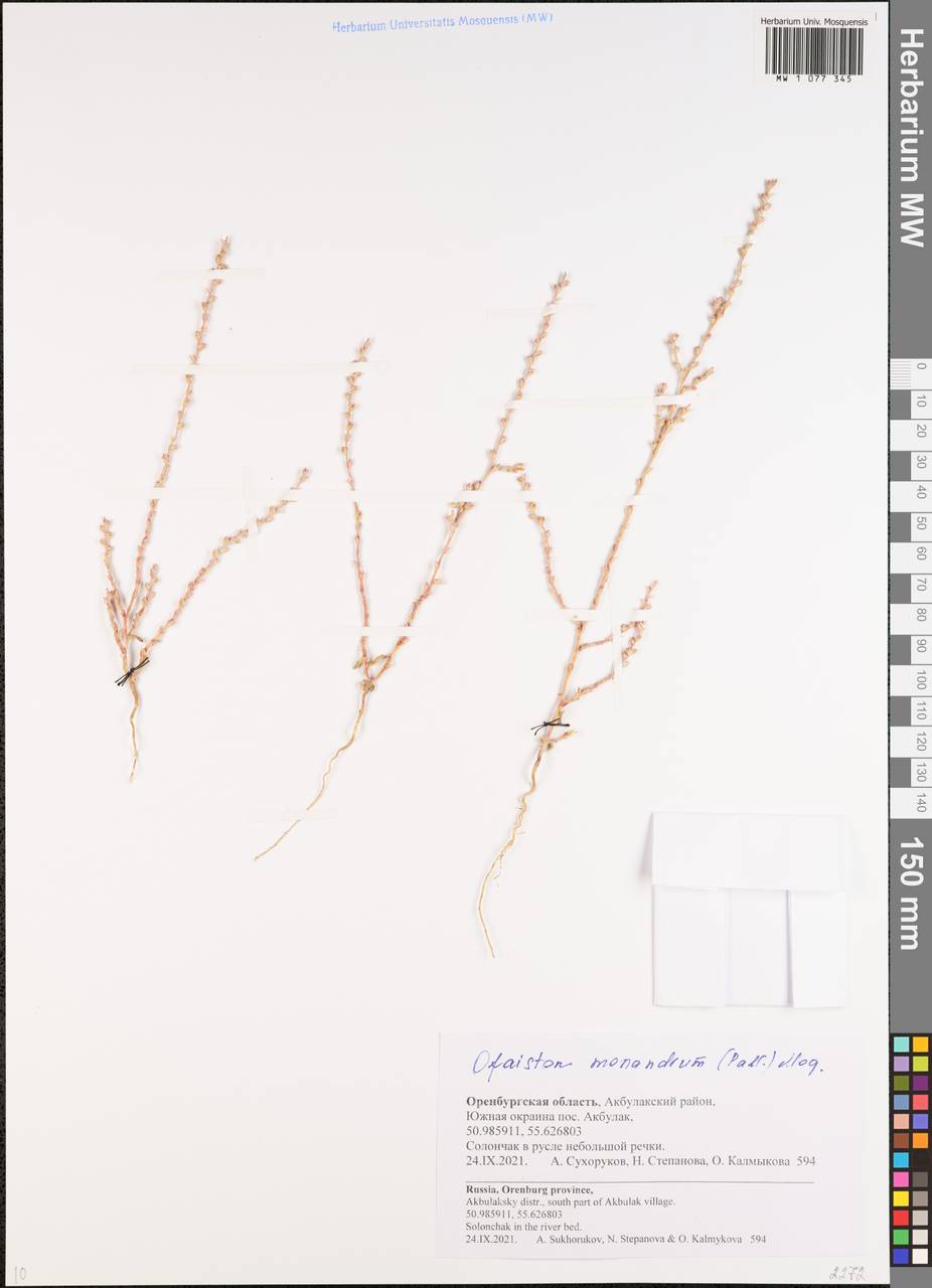 Ofaiston monandrum (Pall.) Moq., Eastern Europe, Eastern region (E10) (Russia)