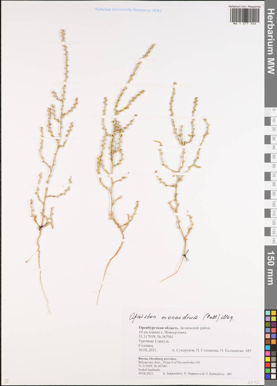 Ofaiston monandrum (Pall.) Moq., Eastern Europe, Eastern region (E10) (Russia)