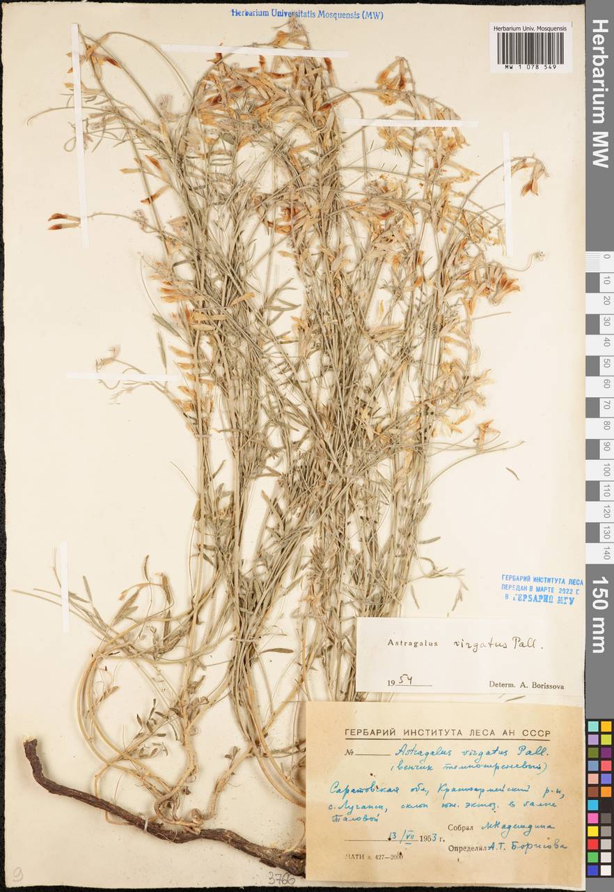Astragalus varius subsp. varius, Eastern Europe, Lower Volga region (E9) (Russia)