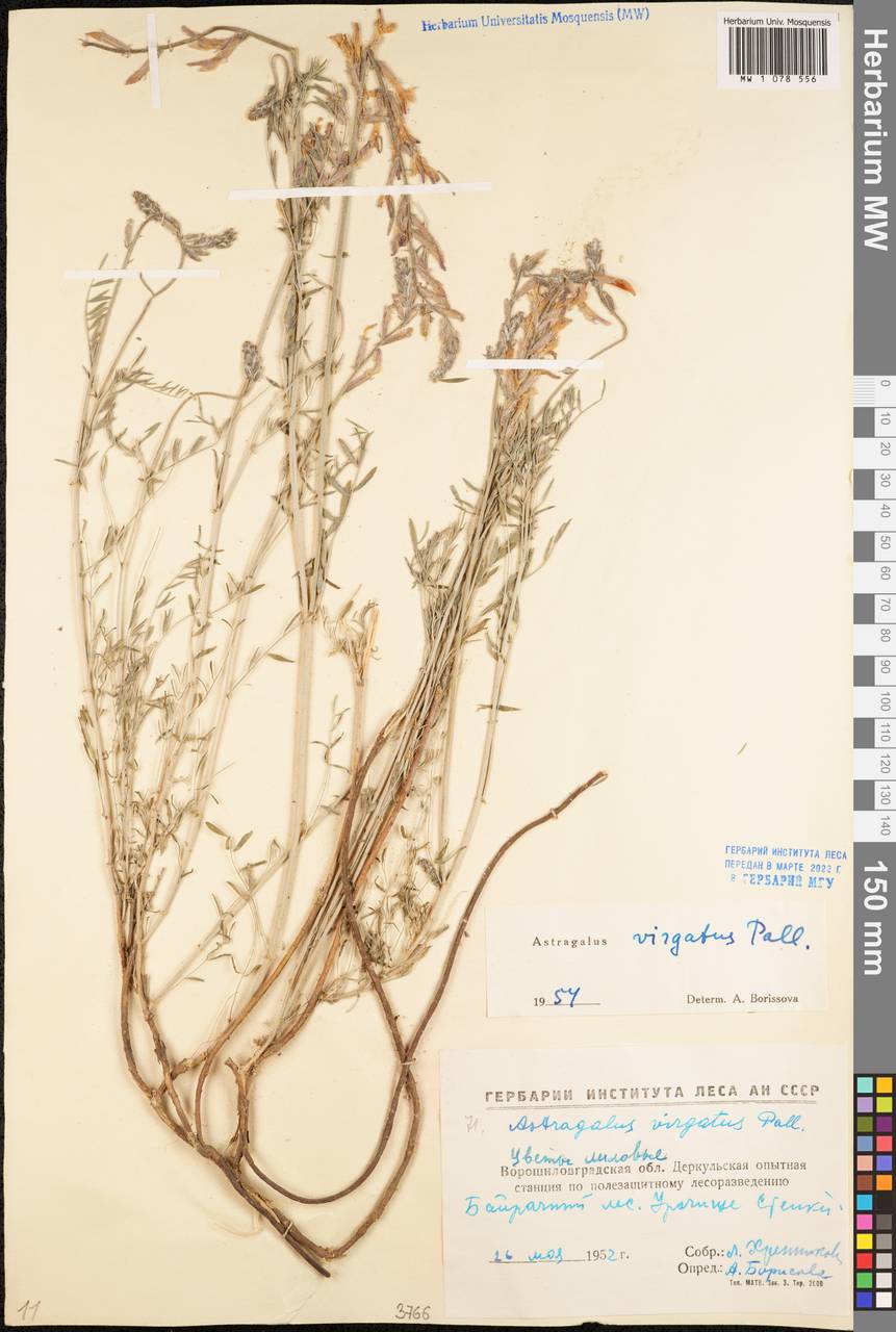 Astragalus varius subsp. varius, Eastern Europe, North Ukrainian region (E11) (Ukraine)