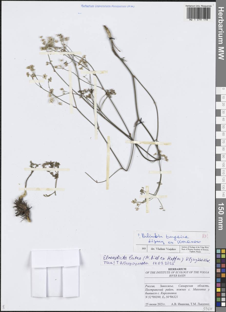 Elaeosticta lutea (Hoffm.) Kljuykov, Pimenov & Tikhom., Eastern Europe, Middle Volga region (E8) (Russia)