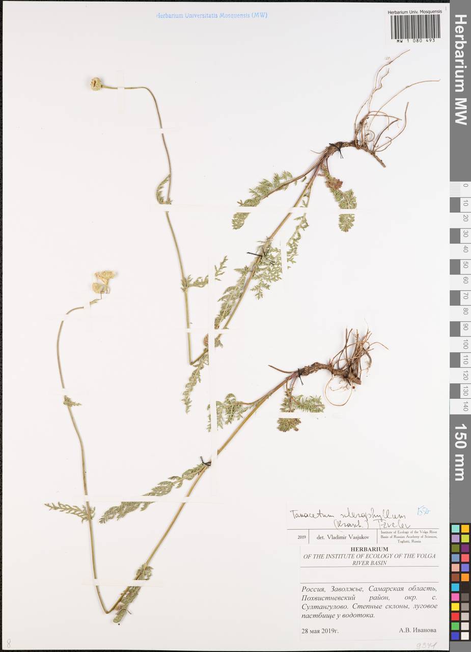 Tanacetum kittaryanum subsp. sclerophyllum (Krasch.) Tzvelev, Eastern Europe, Middle Volga region (E8) (Russia)