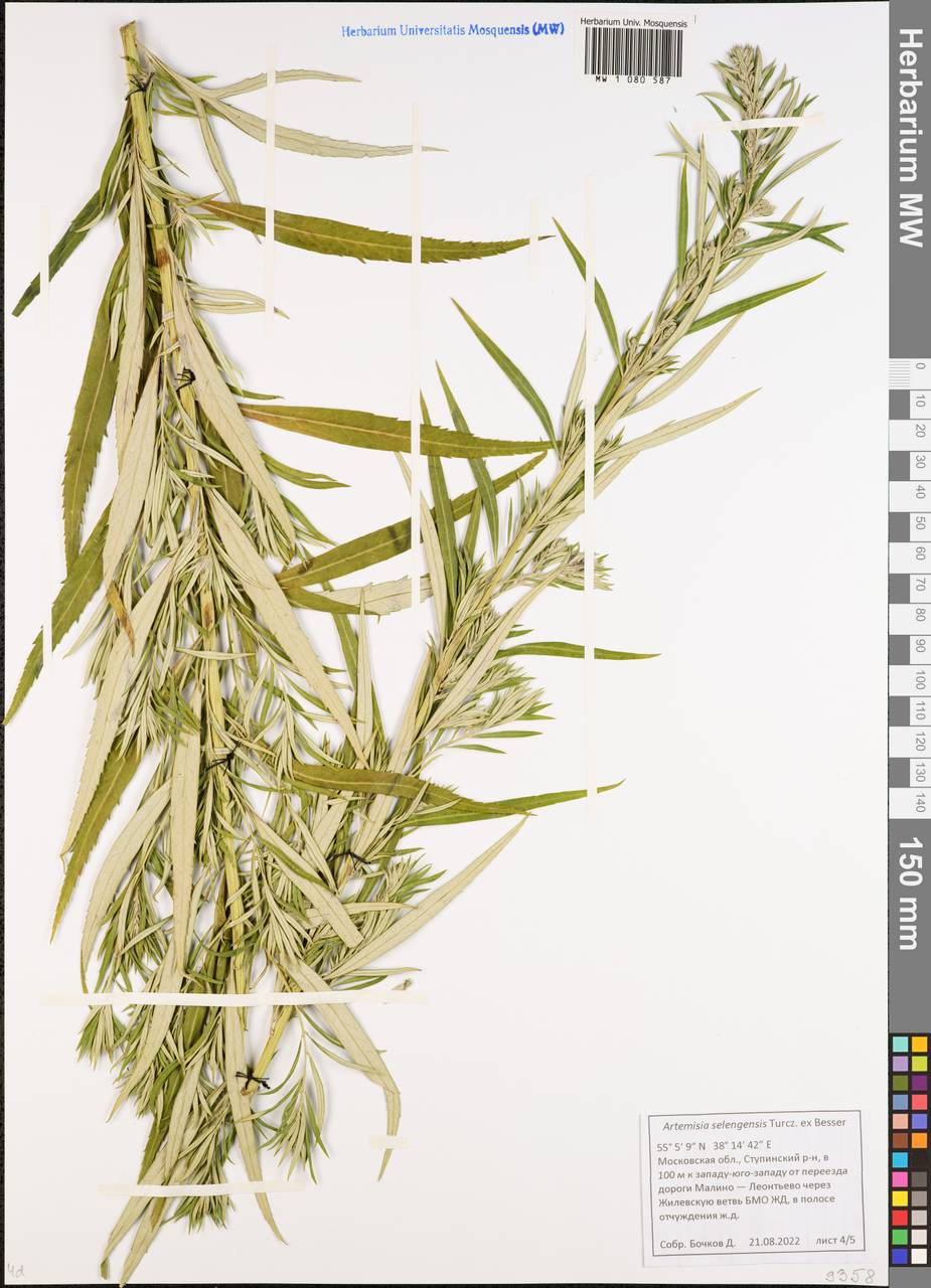 Artemisia selengensis Turcz. ex Besser, Eastern Europe, Moscow region (E4a) (Russia)