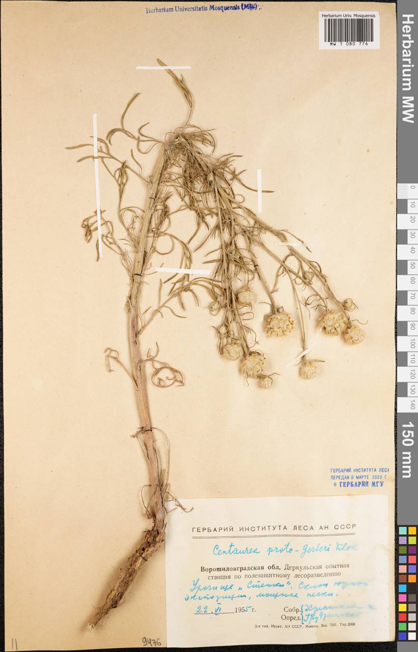 Centaurea protogerberi Klokov, Eastern Europe, North Ukrainian region (E11) (Ukraine)