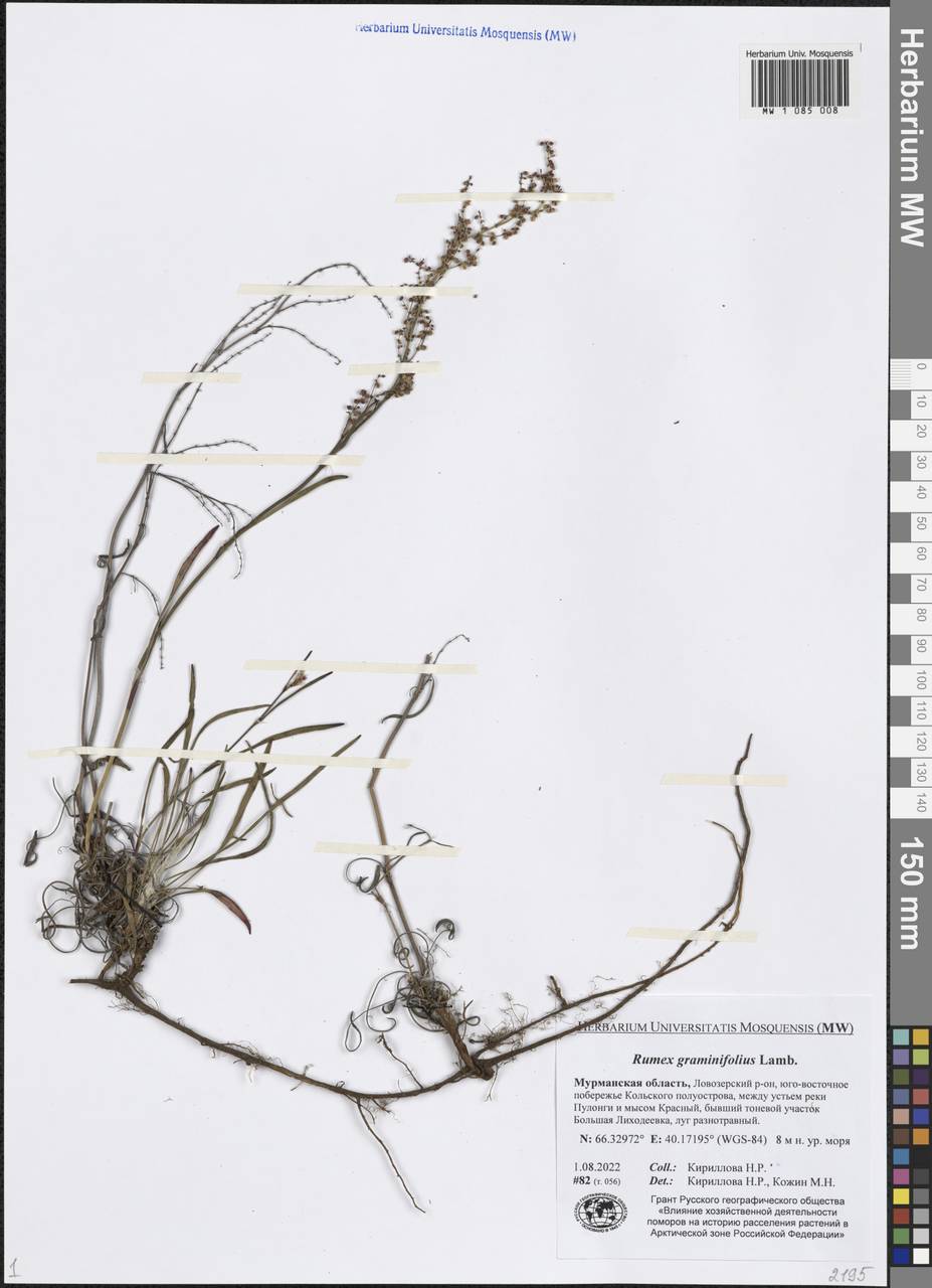 Rumex graminifolius Georgi ex Lamb., Eastern Europe, Northern region (E1) (Russia)