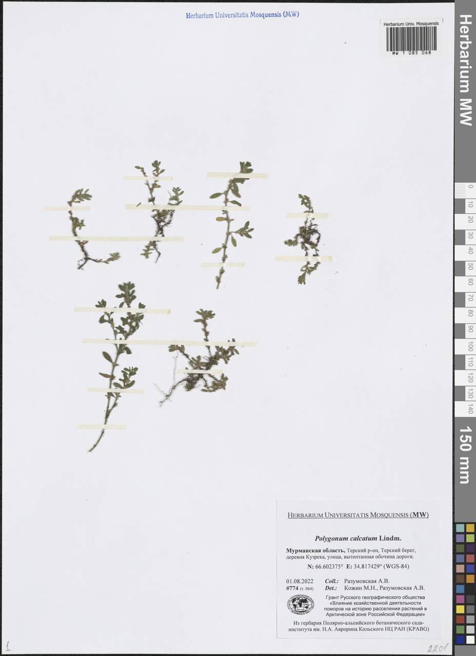 Polygonum arenastrum subsp. calcatum (Lindm.) Wissk., Eastern Europe, Northern region (E1) (Russia)