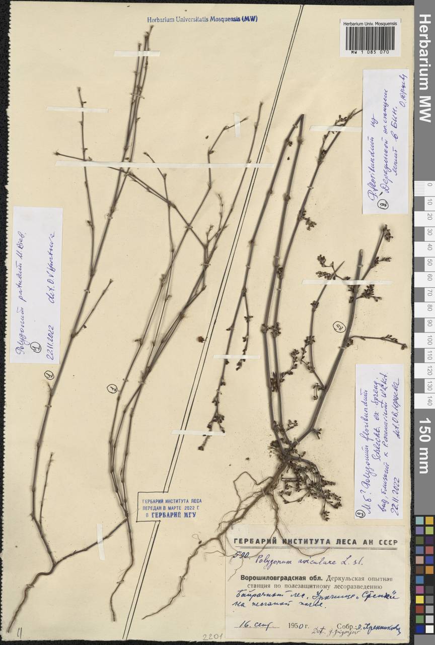 Polygonum floribundum Schltdl. ex Spreng., Eastern Europe, North Ukrainian region (E11) (Ukraine)