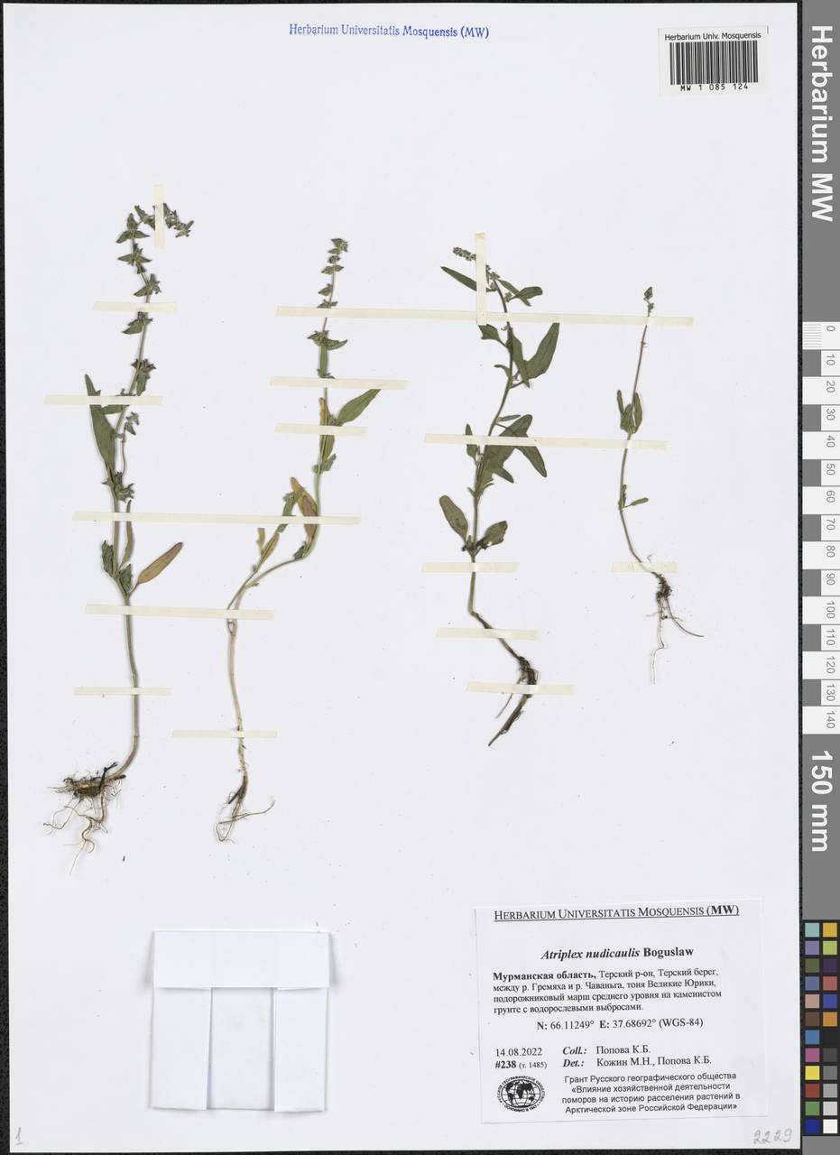 Atriplex nudicaulis Boguslaw, Eastern Europe, Northern region (E1) (Russia)