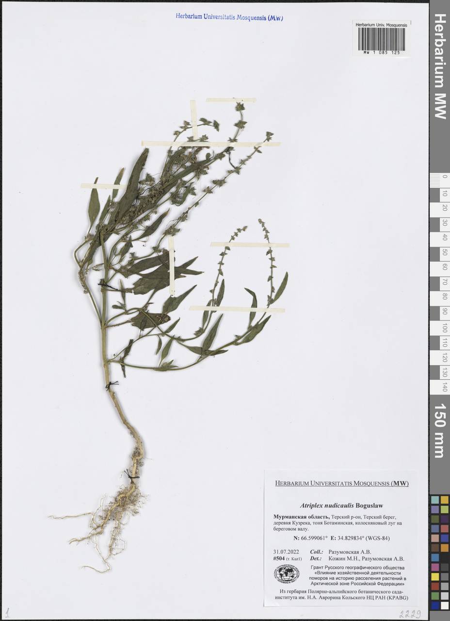 Atriplex nudicaulis Boguslaw, Eastern Europe, Northern region (E1) (Russia)