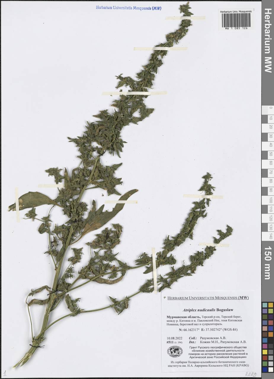 Atriplex nudicaulis Boguslaw, Eastern Europe, Northern region (E1) (Russia)