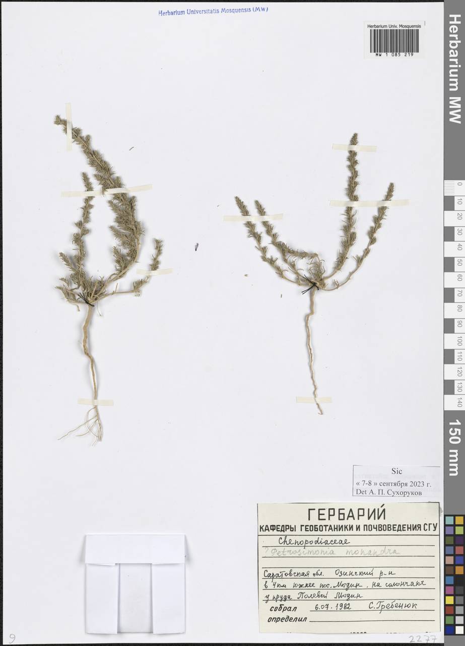 Petrosimonia monandra (Pall.) Bunge, Eastern Europe, Lower Volga region (E9) (Russia)