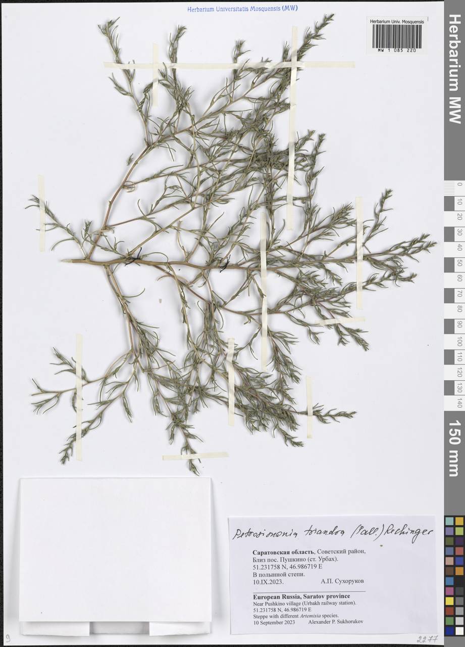 Petrosimonia triandra (Pall.) Simonk., Eastern Europe, Lower Volga region (E9) (Russia)