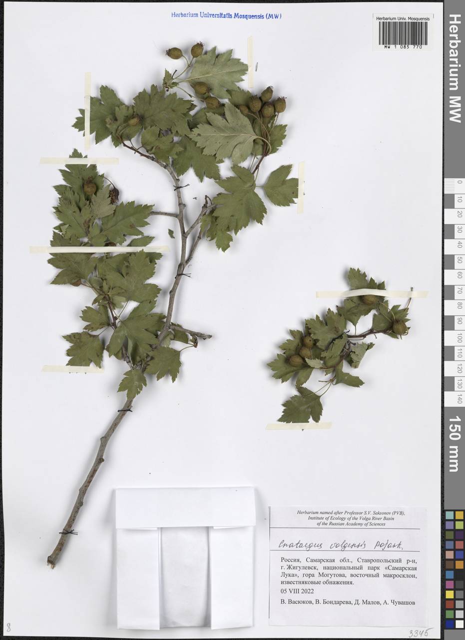 Crataegus ambigua subsp. ambigua, Eastern Europe, Middle Volga region (E8) (Russia)