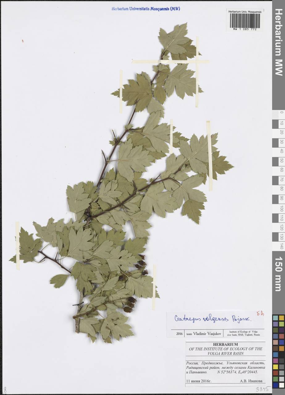Crataegus ambigua subsp. ambigua, Eastern Europe, Middle Volga region (E8) (Russia)