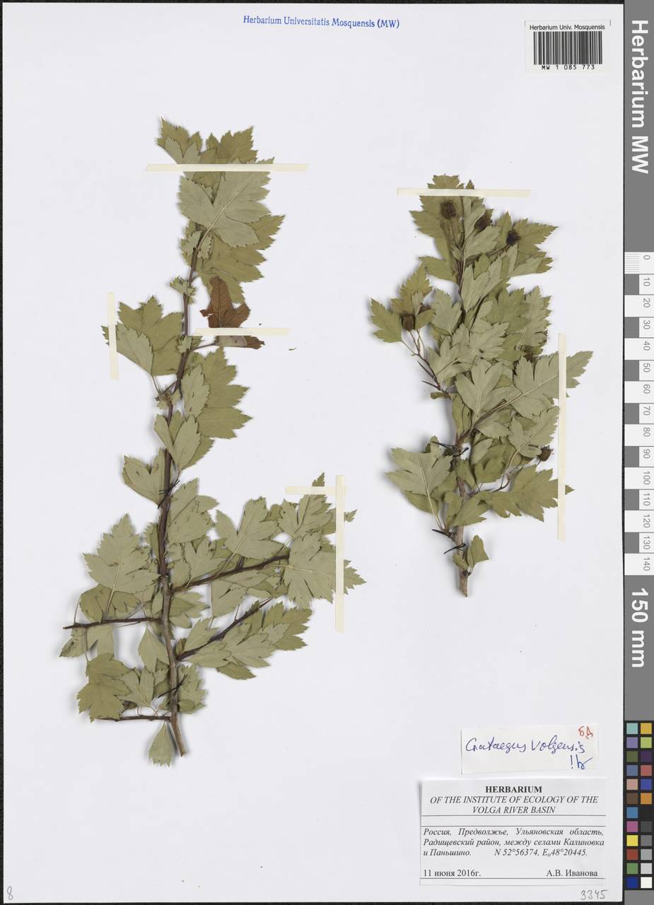 Crataegus ambigua subsp. ambigua, Eastern Europe, Middle Volga region (E8) (Russia)
