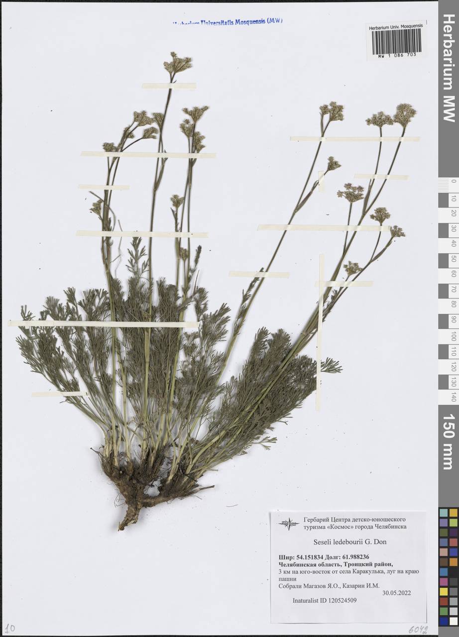 Hippomarathrum ledebourii (G.Don) J.H.Xue, Chepinoga & K.P.Ma, Eastern Europe, Eastern region (E10) (Russia)