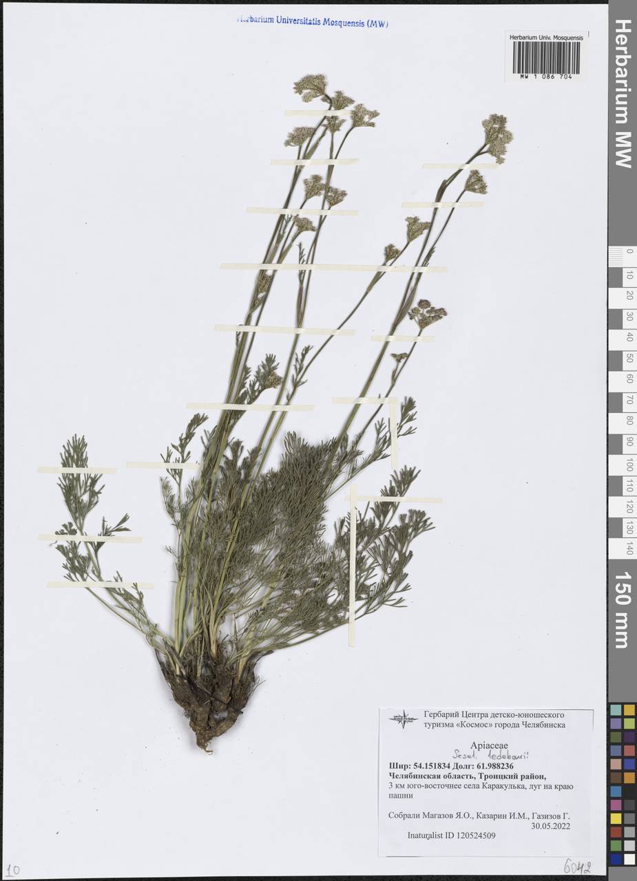 Hippomarathrum ledebourii (G.Don) J.H.Xue, Chepinoga & K.P.Ma, Eastern Europe, Eastern region (E10) (Russia)