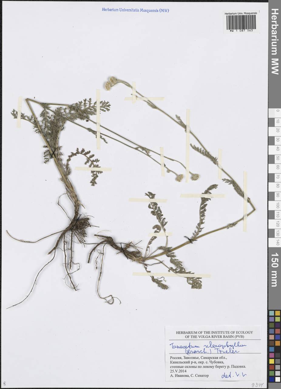 Tanacetum kittaryanum subsp. sclerophyllum (Krasch.) Tzvelev, Eastern Europe, Middle Volga region (E8) (Russia)