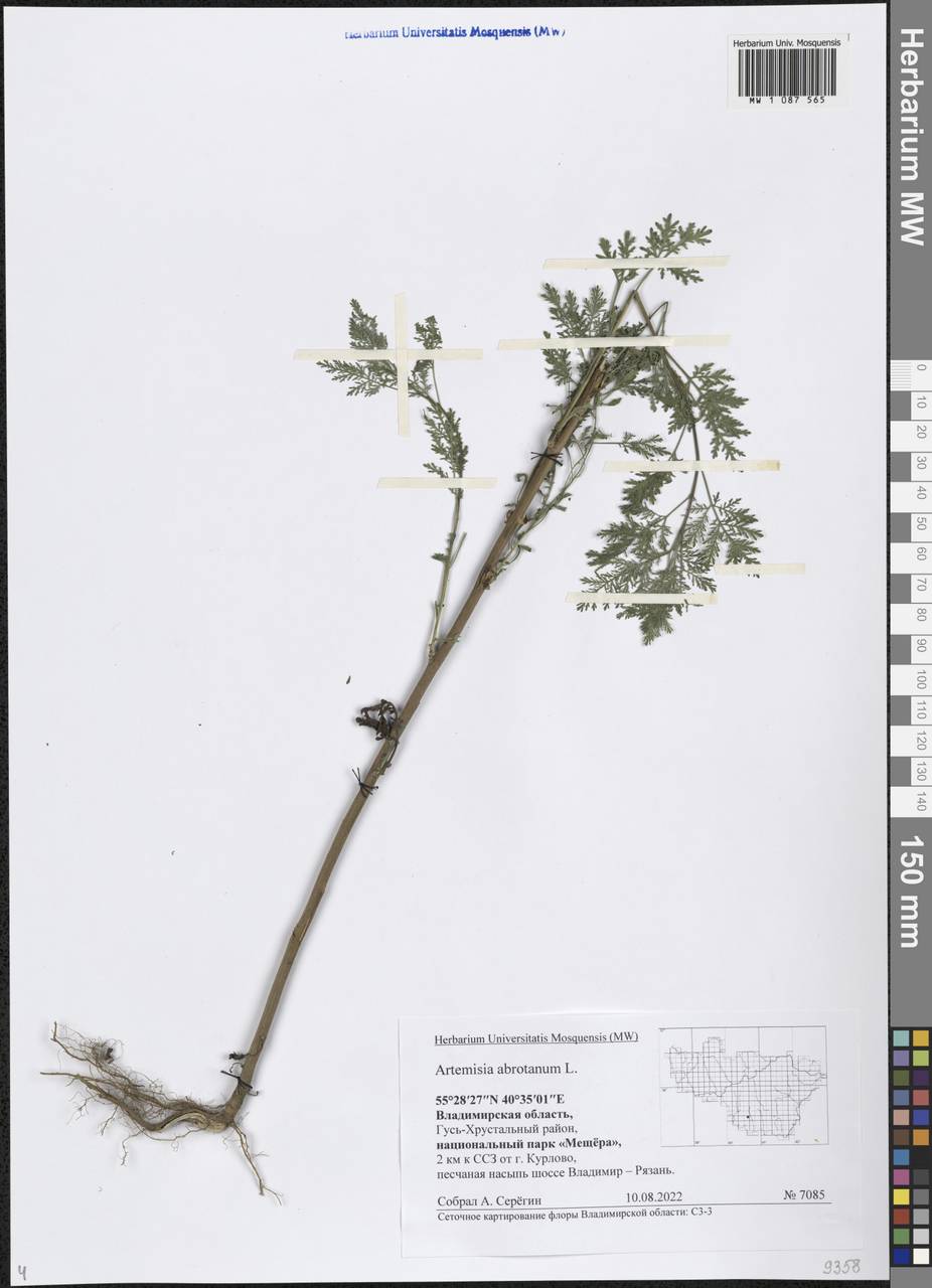 Artemisia abrotanum L., Eastern Europe, Central region (E4) (Russia)