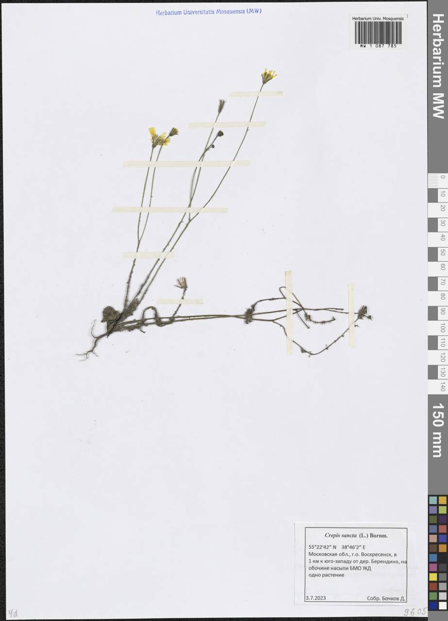 Crepis sancta subsp. sancta, Eastern Europe, Moscow region (E4a) (Russia)