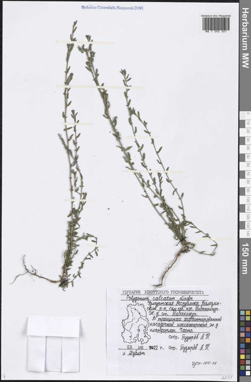 Polygonum arenastrum subsp. calcatum (Lindm.) Wissk., Eastern Europe, Volga-Kama region (E7) (Russia)