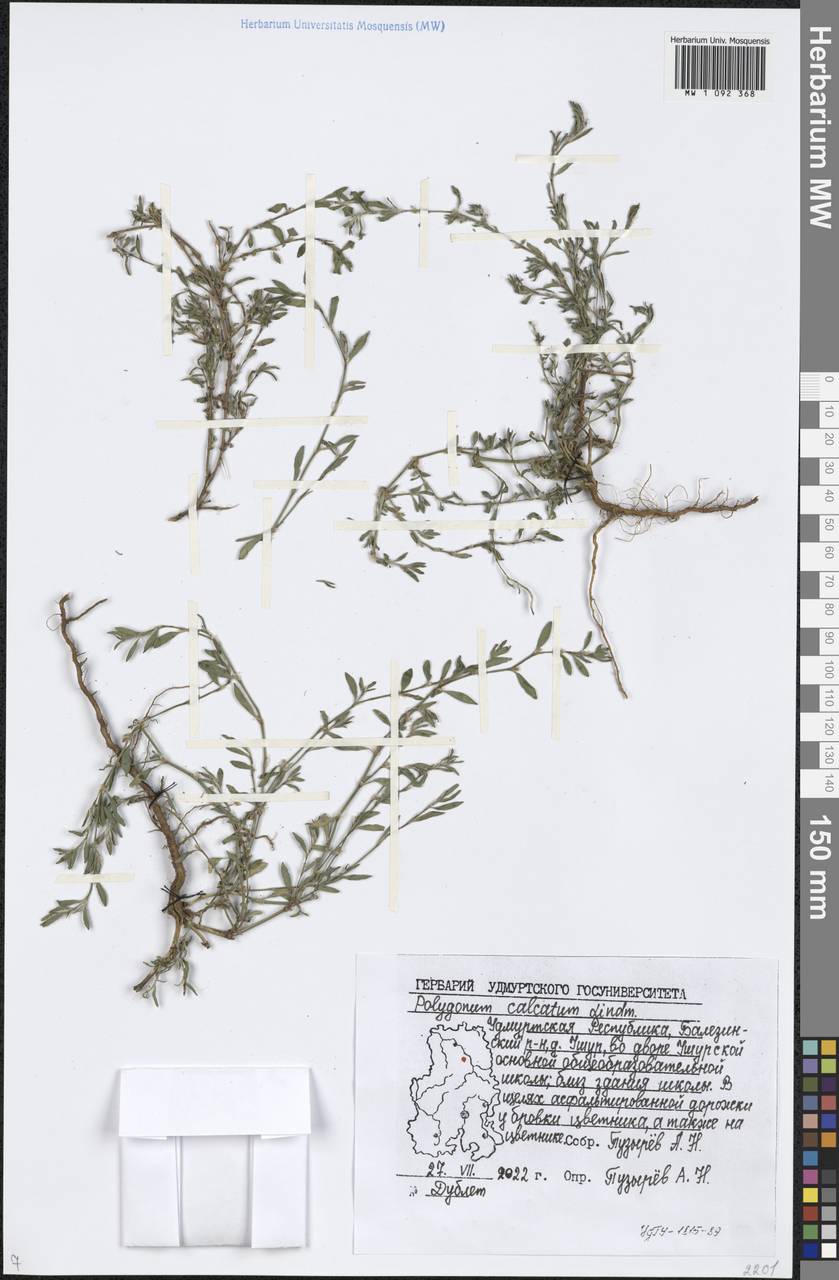 Polygonum arenastrum subsp. calcatum (Lindm.) Wissk., Eastern Europe, Volga-Kama region (E7) (Russia)