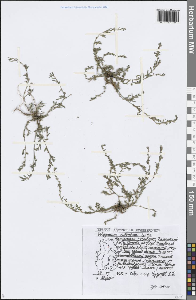 Polygonum arenastrum subsp. calcatum (Lindm.) Wissk., Eastern Europe, Volga-Kama region (E7) (Russia)