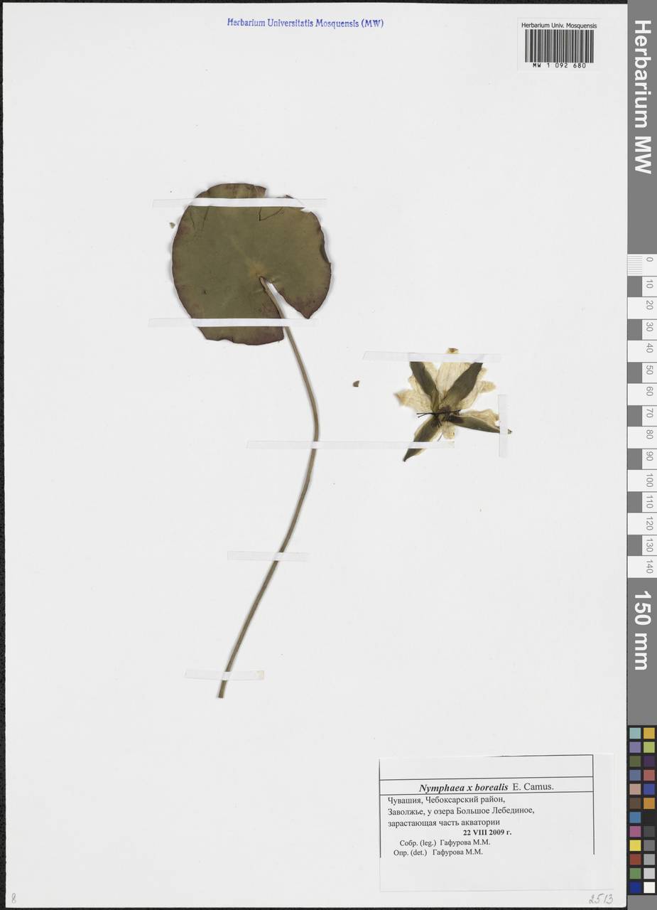 Nymphaea × borealis E.G.Camus, Eastern Europe, Middle Volga region (E8) (Russia)