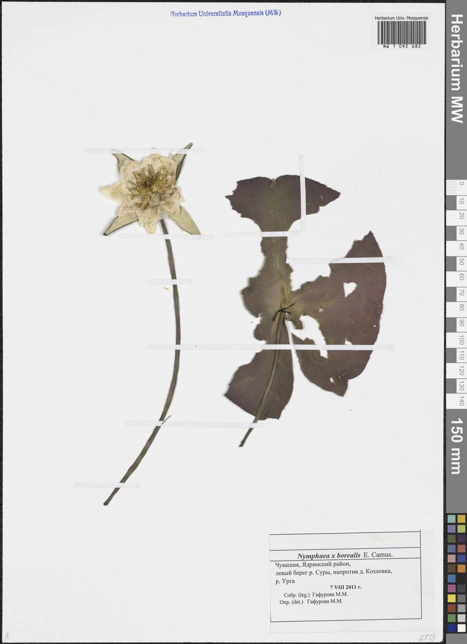 Nymphaea × borealis E.G.Camus, Eastern Europe, Middle Volga region (E8) (Russia)