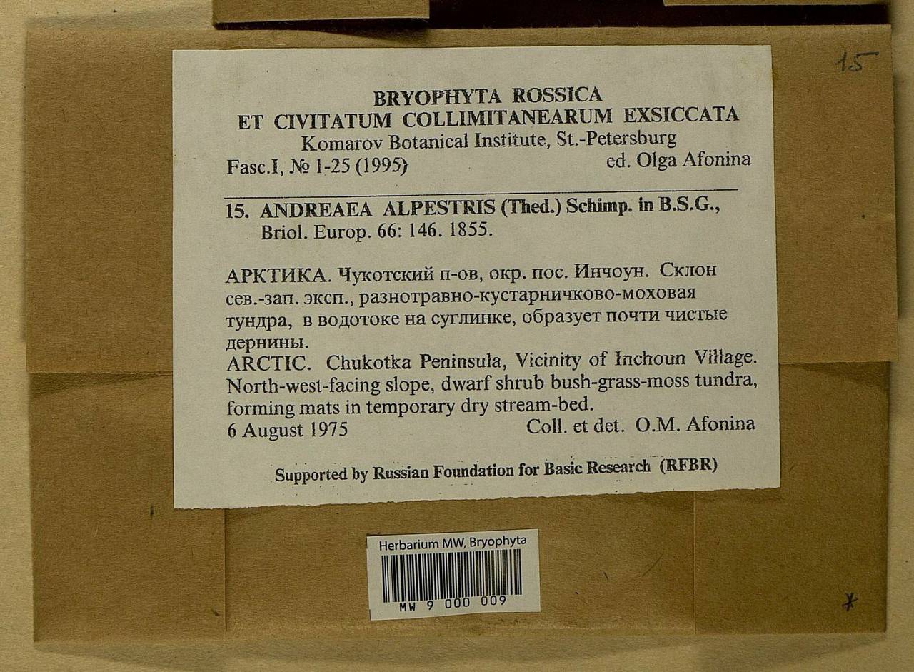 Andreaea alpestris (Thed.) Schimp., Bryophytes, Bryophytes - Chukotka & Kamchatka (B21) (Russia)