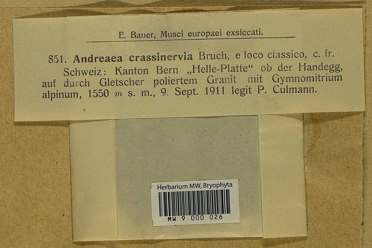 Andreaea crassinervia Bruch, Bryophytes, Bryophytes - Western Europe (BEu) (Switzerland)