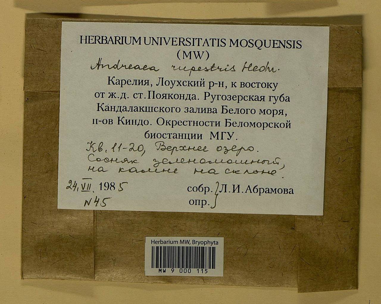 Andreaea rupestris Hedw., Bryophytes, Bryophytes - Karelia, Leningrad & Murmansk Oblasts (B4) (Russia)