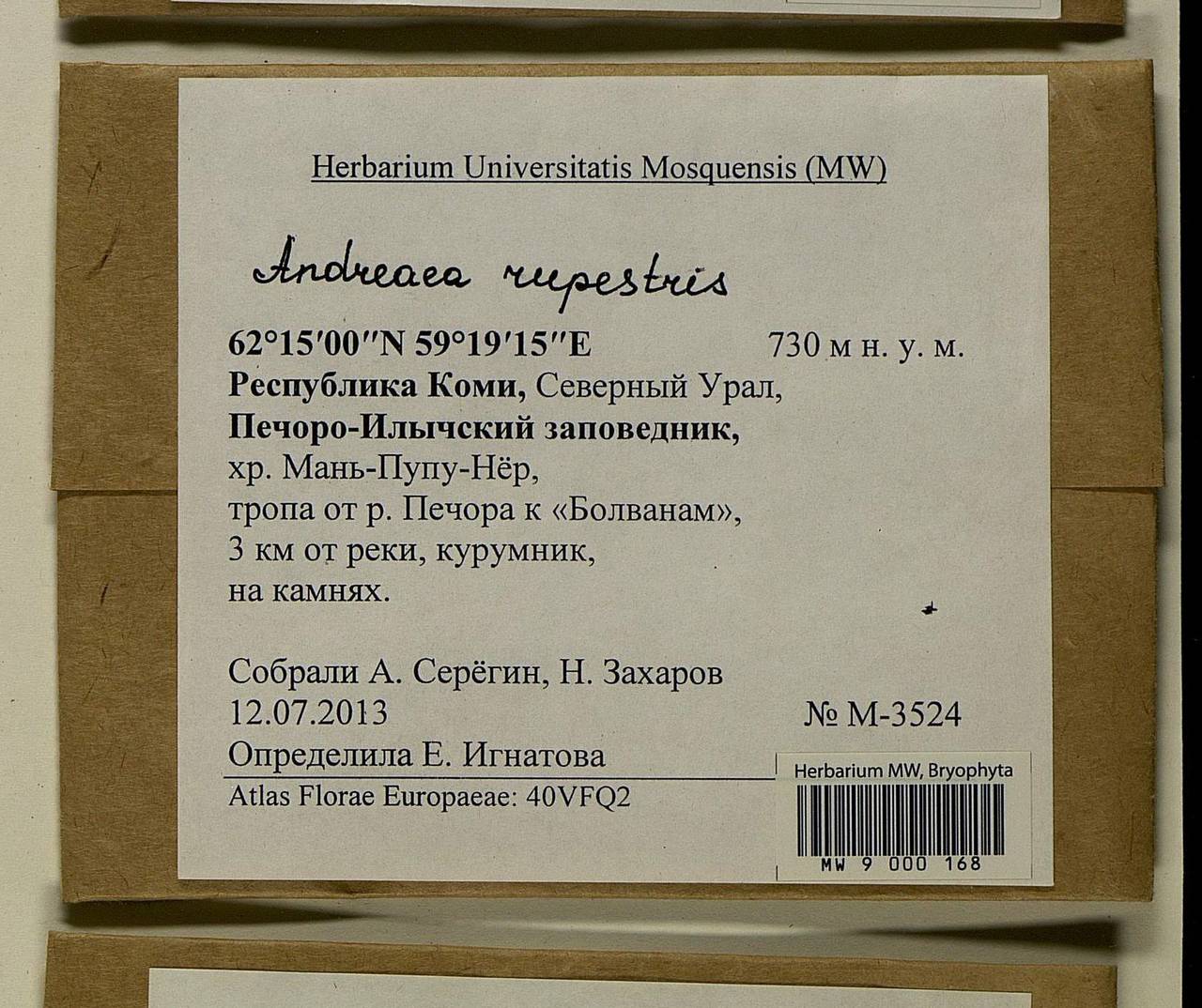 Andreaea rupestris Hedw., Bryophytes, Bryophytes - European North East (B7) (Russia)