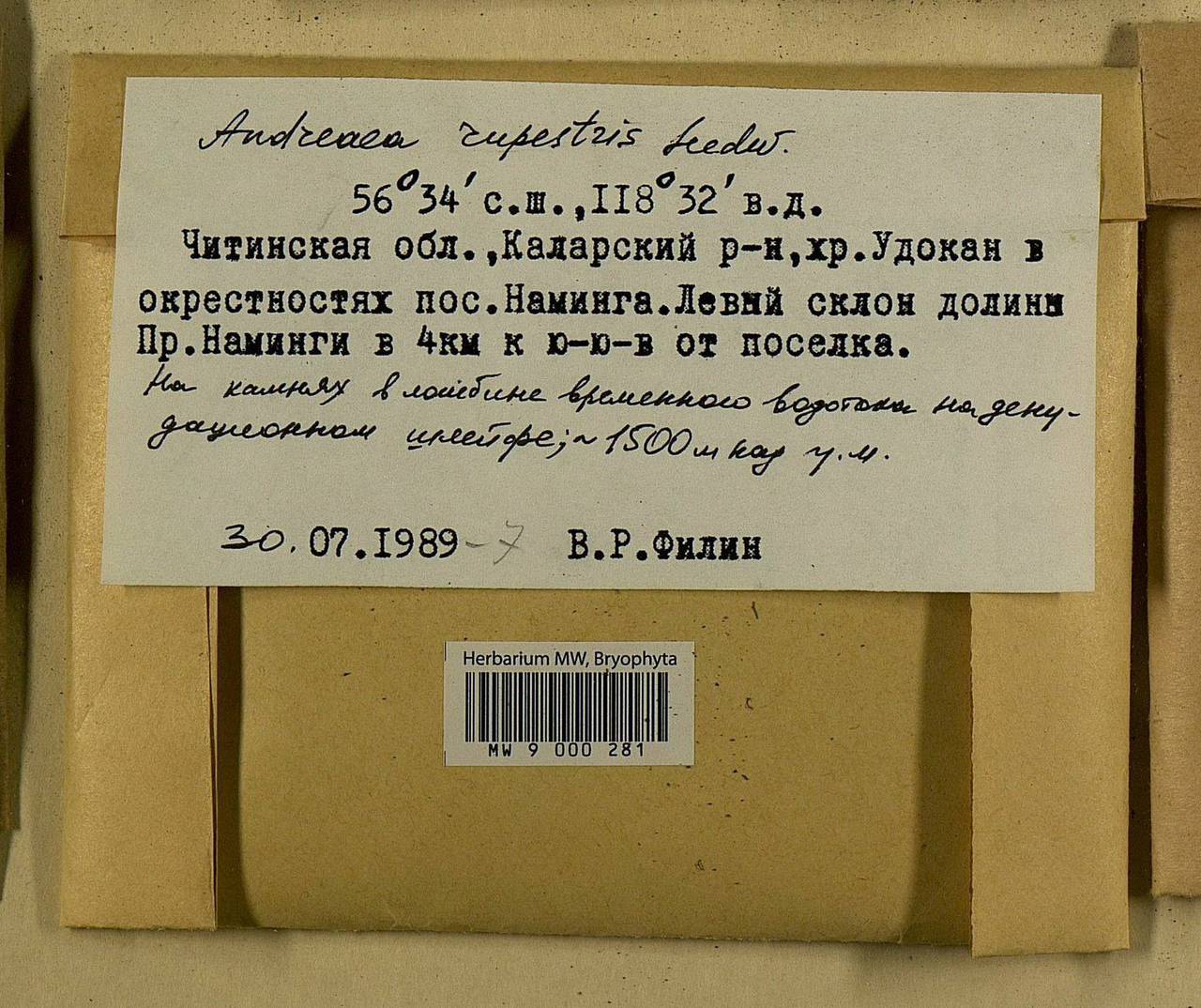 Andreaea rupestris Hedw., Bryophytes, Bryophytes - Baikal & Transbaikal regions (B18) (Russia)