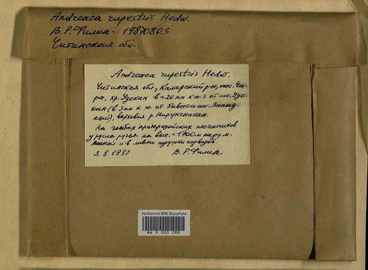 Andreaea rupestris Hedw., Bryophytes, Bryophytes - Baikal & Transbaikal regions (B18) (Russia)