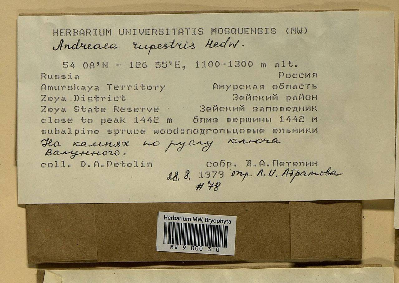 Andreaea rupestris Hedw., Bryophytes, Bryophytes - Russian Far East (excl. Chukotka & Kamchatka) (B20) (Russia)