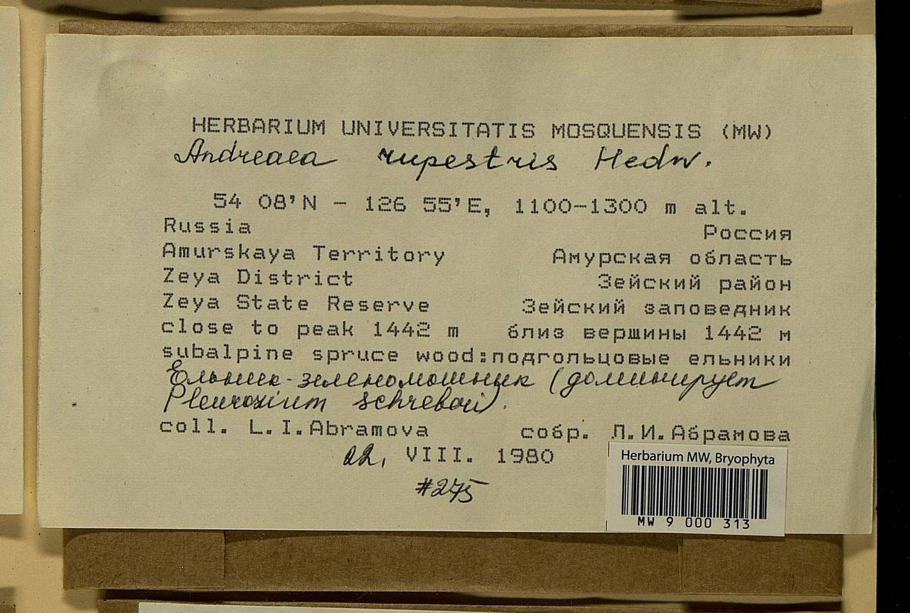 Andreaea rupestris Hedw., Bryophytes, Bryophytes - Russian Far East (excl. Chukotka & Kamchatka) (B20) (Russia)