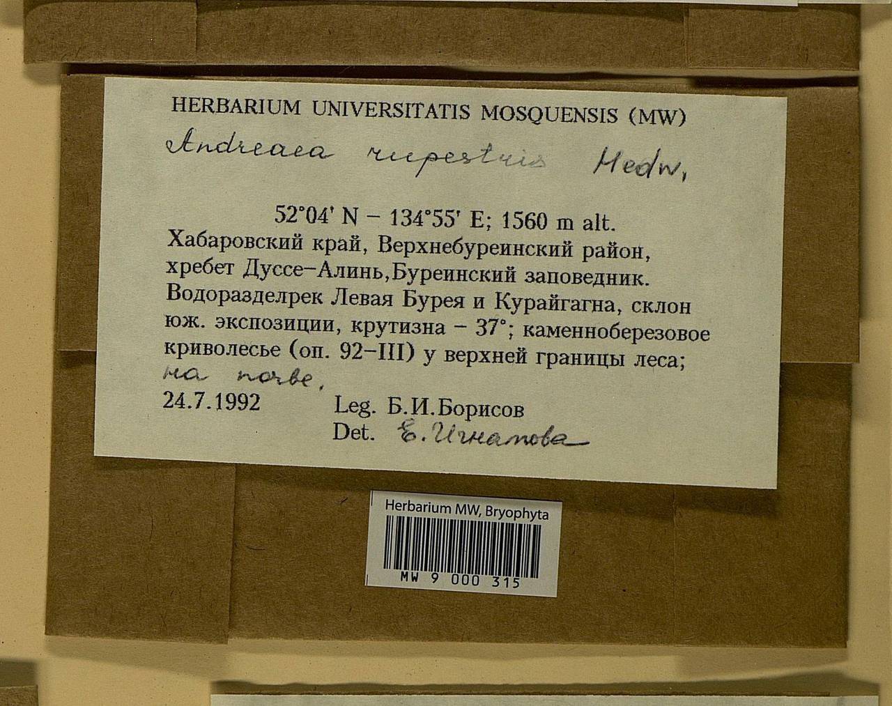 Andreaea rupestris Hedw., Bryophytes, Bryophytes - Russian Far East (excl. Chukotka & Kamchatka) (B20) (Russia)