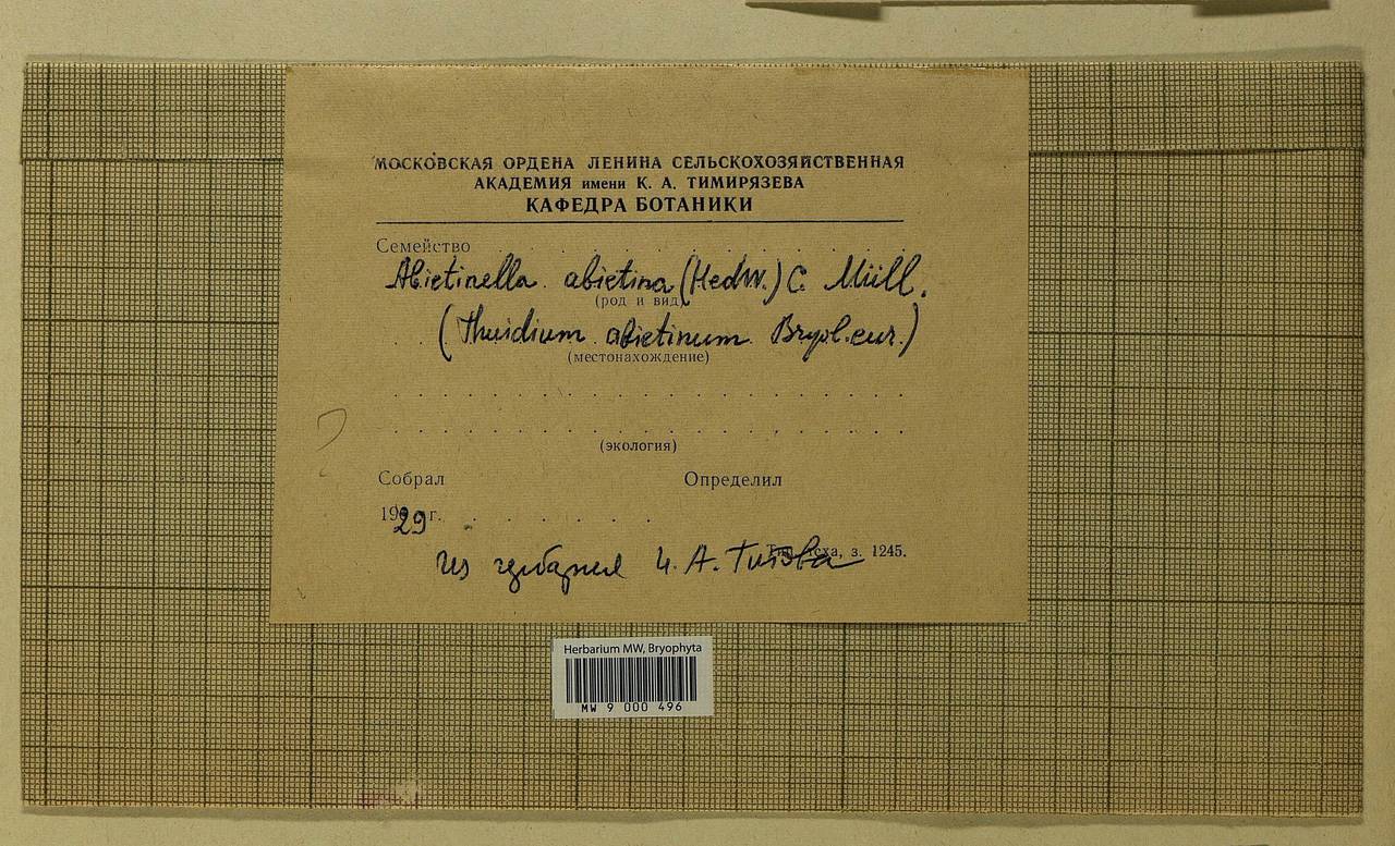 Abietinella abietina (Hedw.) M. Fleisch., Bryophytes, Bryophytes - Moscow City & Moscow Oblast (B6a) (Russia)