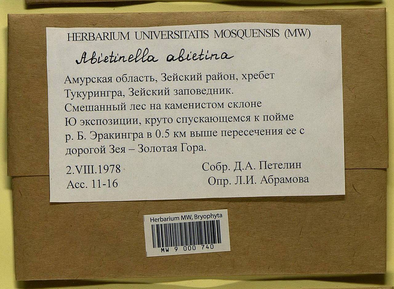 Abietinella abietina (Hedw.) M. Fleisch., Bryophytes, Bryophytes - Russian Far East (excl. Chukotka & Kamchatka) (B20) (Russia)