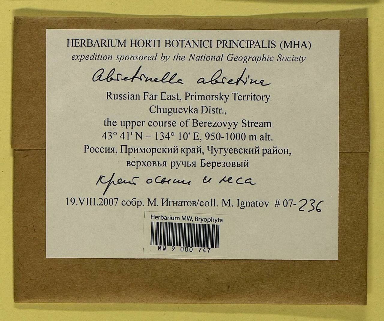 Abietinella abietina (Hedw.) M. Fleisch., Bryophytes, Bryophytes - Russian Far East (excl. Chukotka & Kamchatka) (B20) (Russia)