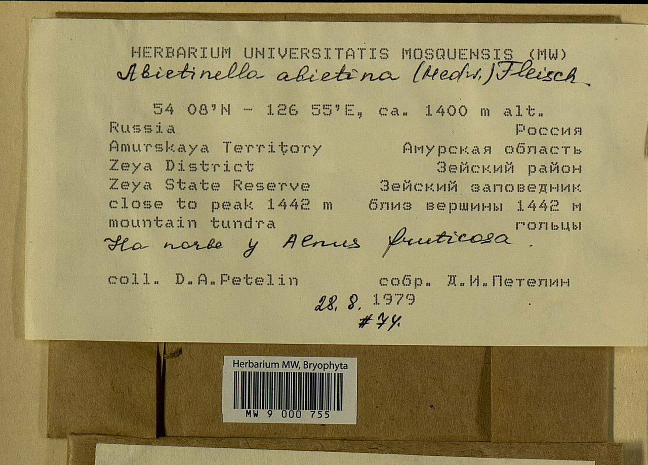 Abietinella abietina (Hedw.) M. Fleisch., Bryophytes, Bryophytes - Russian Far East (excl. Chukotka & Kamchatka) (B20) (Russia)