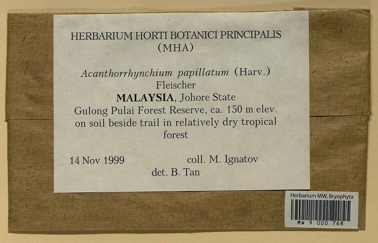 Acanthorrhynchium papillatum (Harv.) M. Fleisch., Bryophytes, Bryophytes - Asia (outside ex-Soviet states) (BAs) (Malaysia)