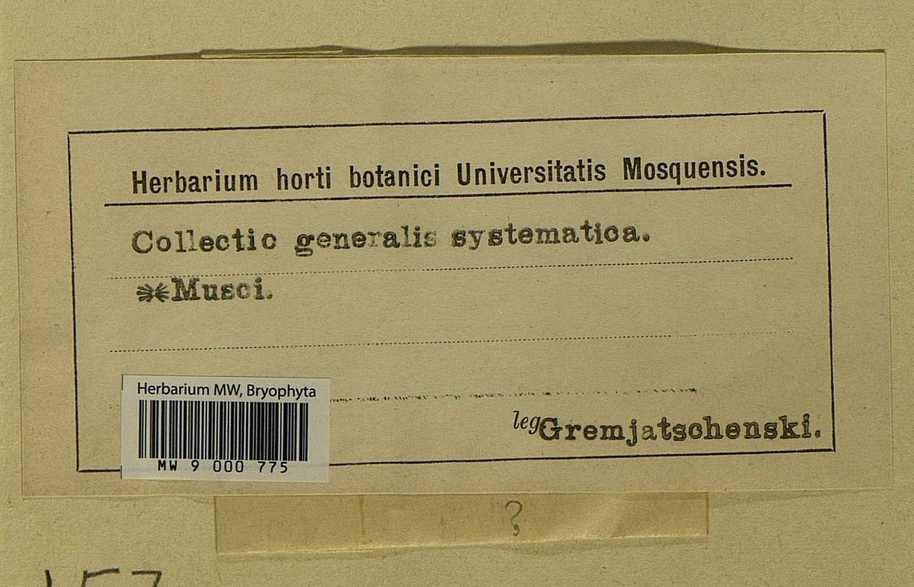 Acaulon muticum (Schreb. ex Hedw.) Müll. Hal., Bryophytes, Bryophytes (no precise locality) (B0)