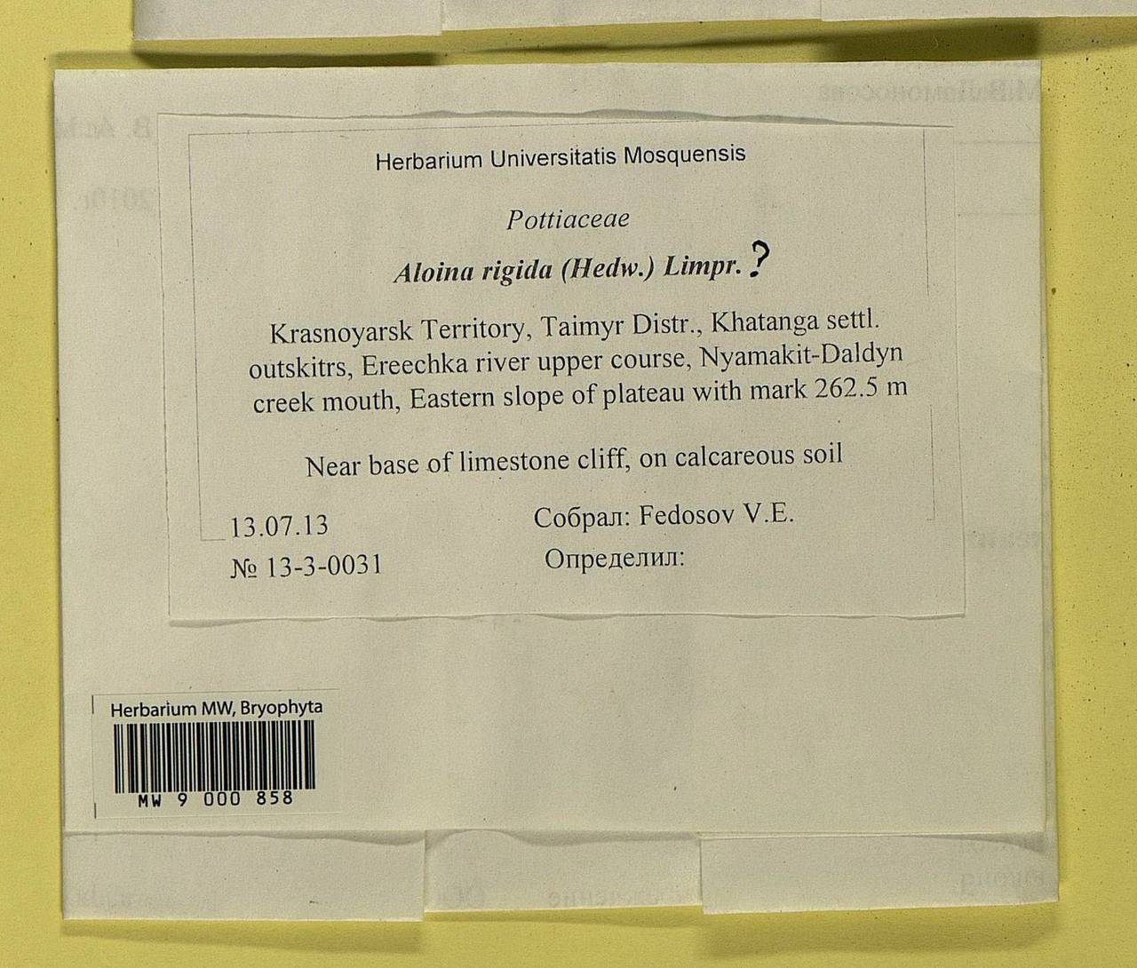 Aloina rigida (Hedw.) Limpr., Bryophytes, Bryophytes - Krasnoyarsk Krai, Tyva & Khakassia (B17) (Russia)