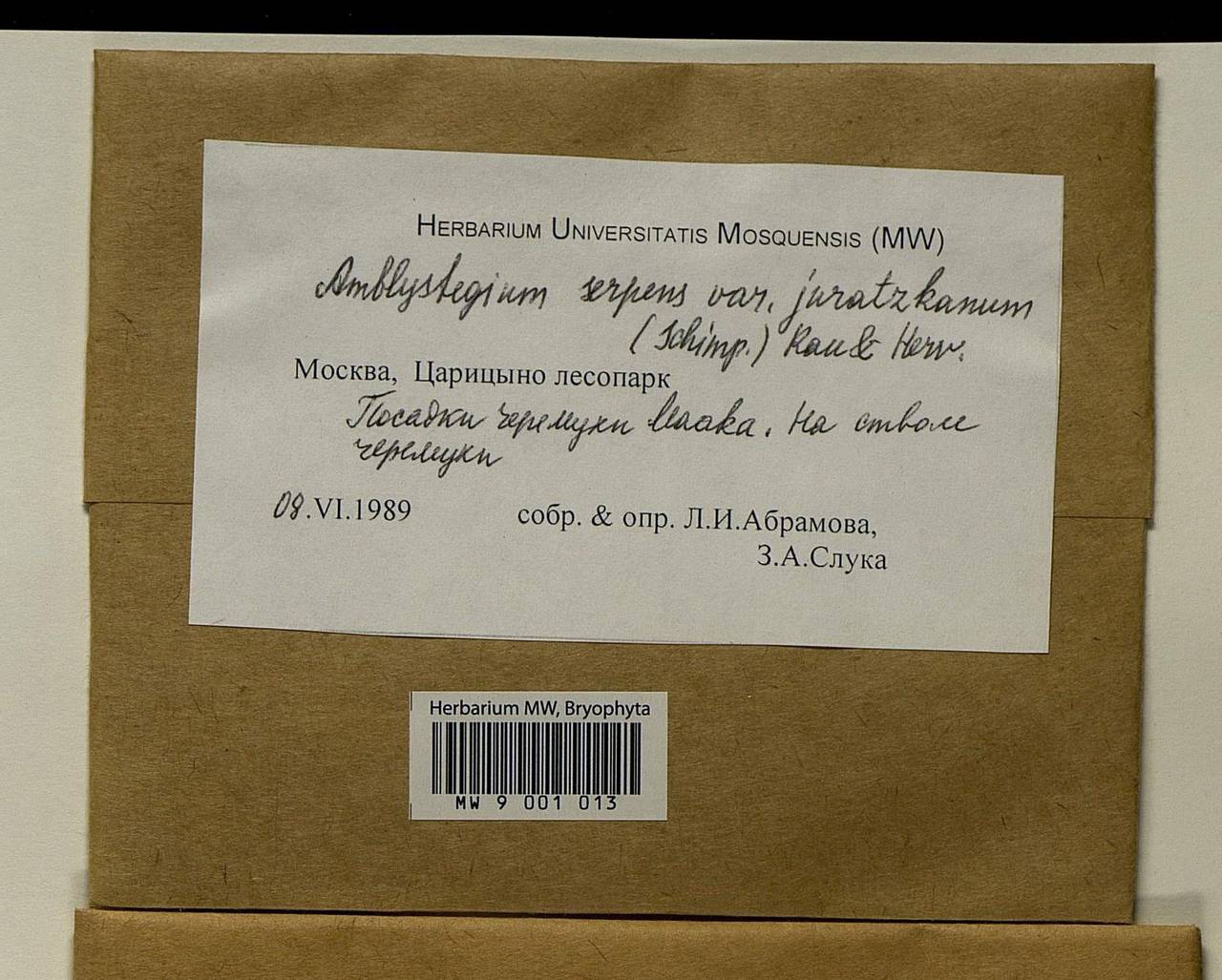 Amblystegium serpens (Hedw.) Schimp., Bryophytes, Bryophytes - Moscow City & Moscow Oblast (B6a) (Russia)