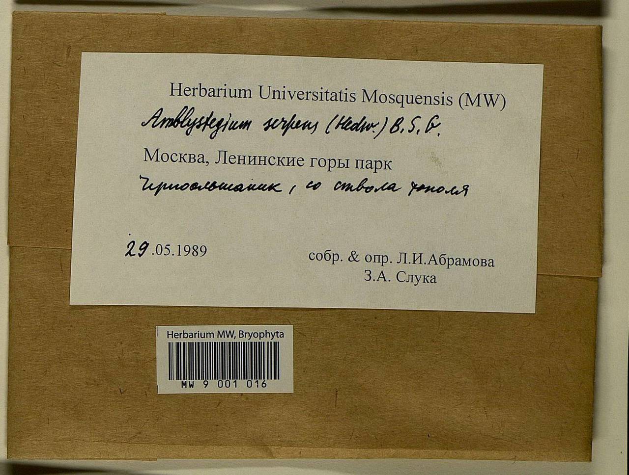 Amblystegium serpens (Hedw.) Schimp., Bryophytes, Bryophytes - Moscow City & Moscow Oblast (B6a) (Russia)