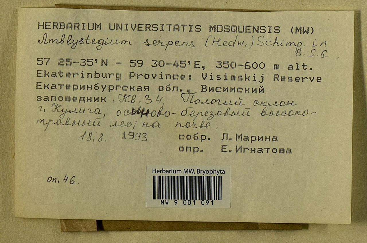 Amblystegium serpens (Hedw.) Schimp., Bryophytes, Bryophytes - Permsky Krai, Udmurt Republic, Sverdlovsk & Kirov Oblasts (B8) (Russia)