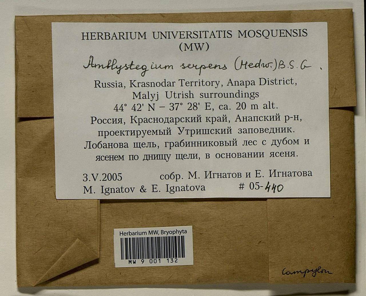 Amblystegium serpens (Hedw.) Schimp., Bryophytes, Bryophytes - North Caucasus & Ciscaucasia (B12) (Russia)